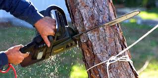 Best Soil Testing and Treatment  in Miles, TX