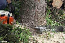 How Our Tree Care Process Works  in  Miles, TX