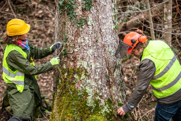Best Arborist Consultation Services  in Miles, TX