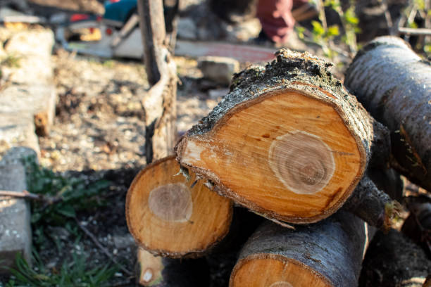 Best Tree Maintenance Programs  in Miles, TX