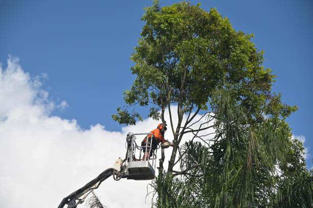 Best Lot and Land Clearing  in Miles, TX