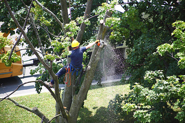Best Fruit Tree Pruning  in Miles, TX