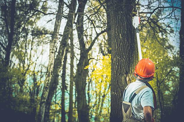 Best Tree and Shrub Care  in Miles, TX